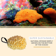 Verzorgingspakket Nile