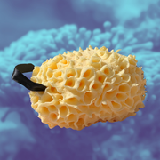 Verzorgingspakket Nile